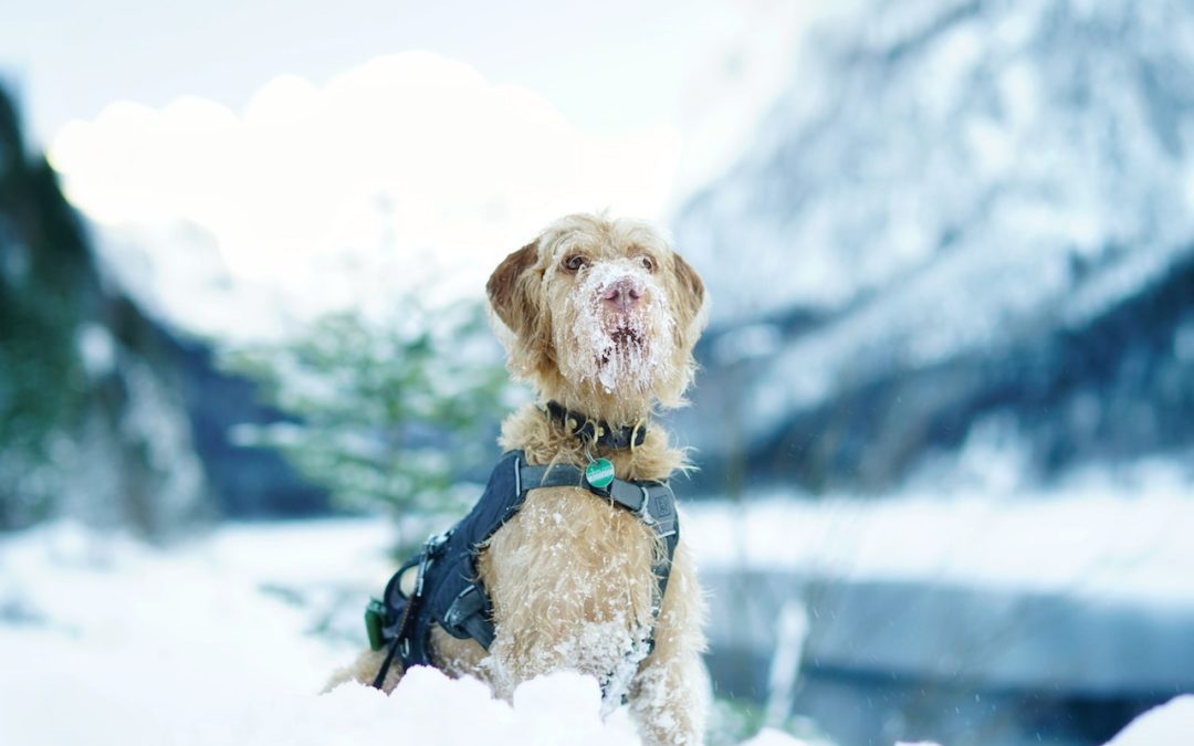 How to Avoid a Winter Pet Emergency