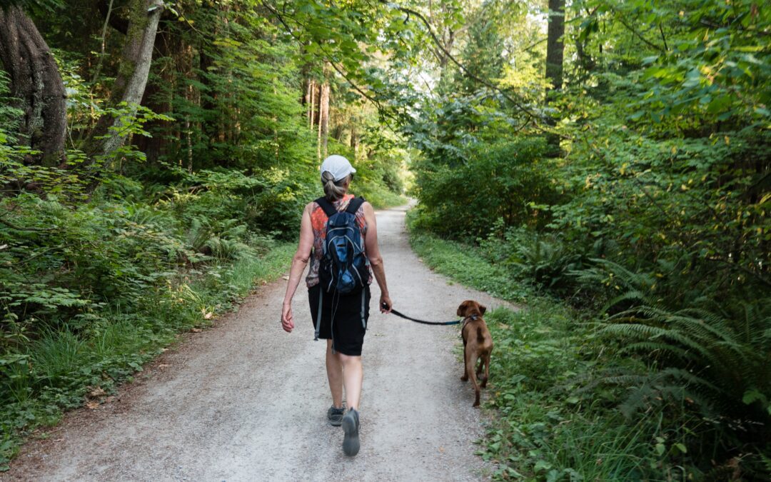 Ensure Your Dog’s Safety While Out For a Stroll – Tips and Tricks to Follow
