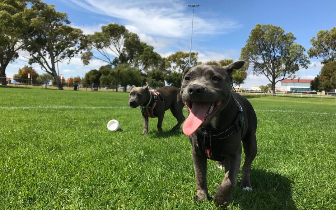 Ensuring Safety and Fun: 4 Crucial Tips for Pet Owners at the Dog Park