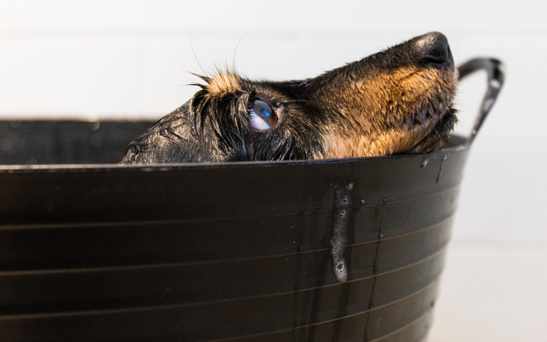 How to Choose the Best Shampoo for Bathing Your Dog