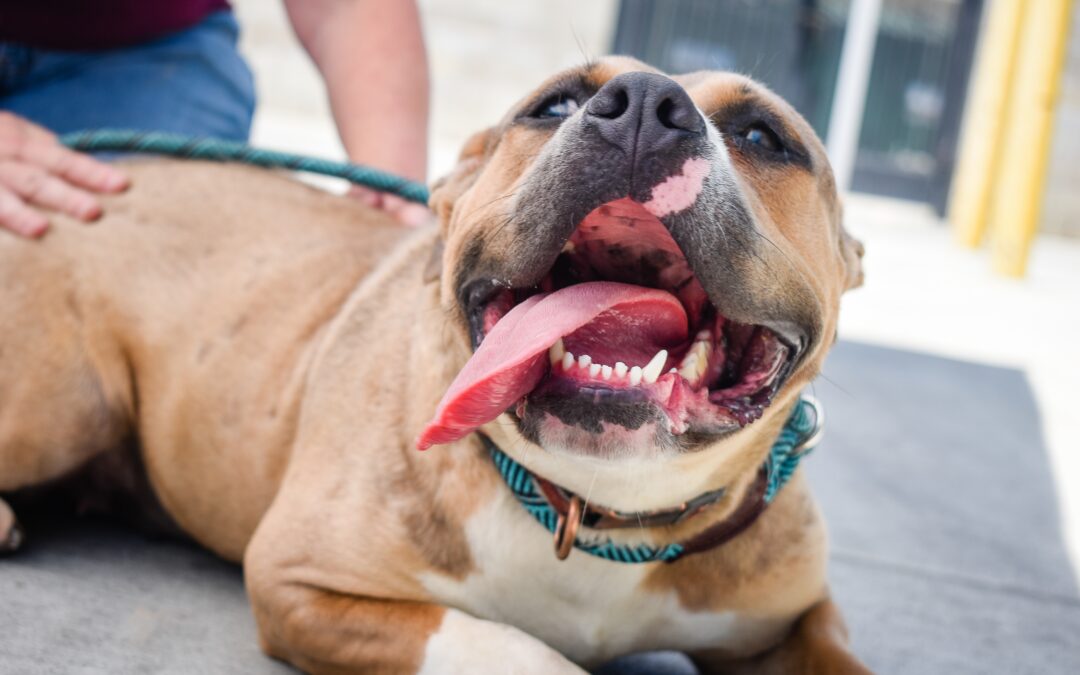 Beyond the Bark: Dental Care for Dogs