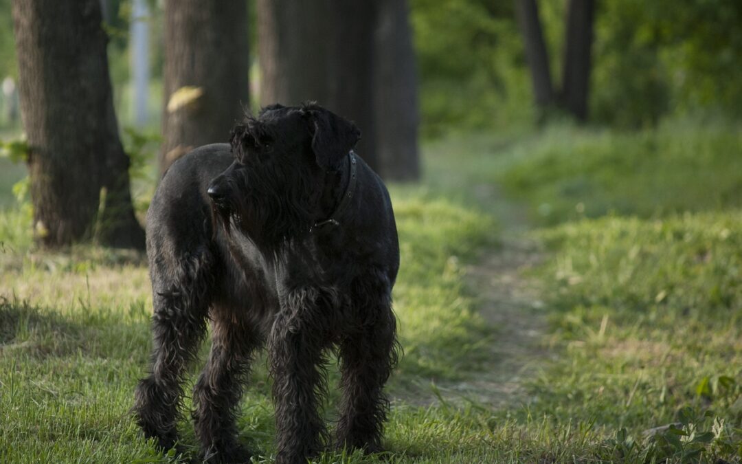 Handling Your Dog’s Lyme Disease Diagnosis: Essential Information